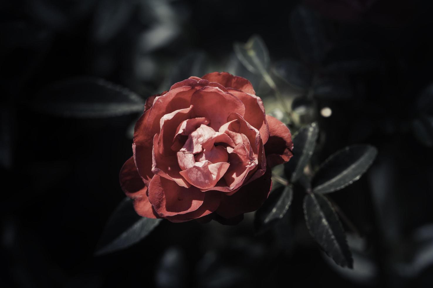 Rose Flowers in the design of natural dark tones. photo