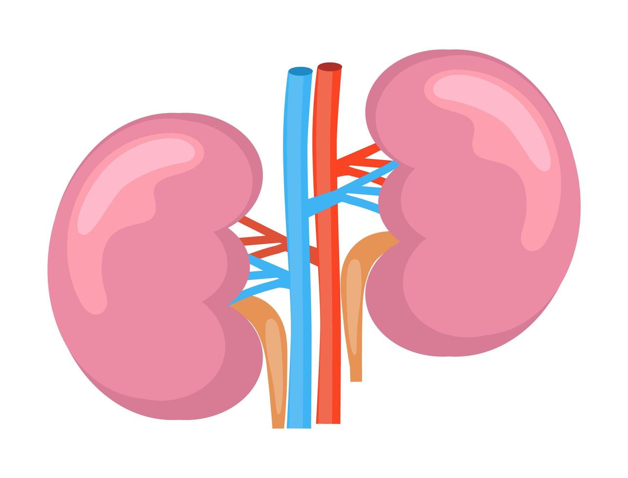 riñones para diseño médico. concepto de órgano interno de dibujos