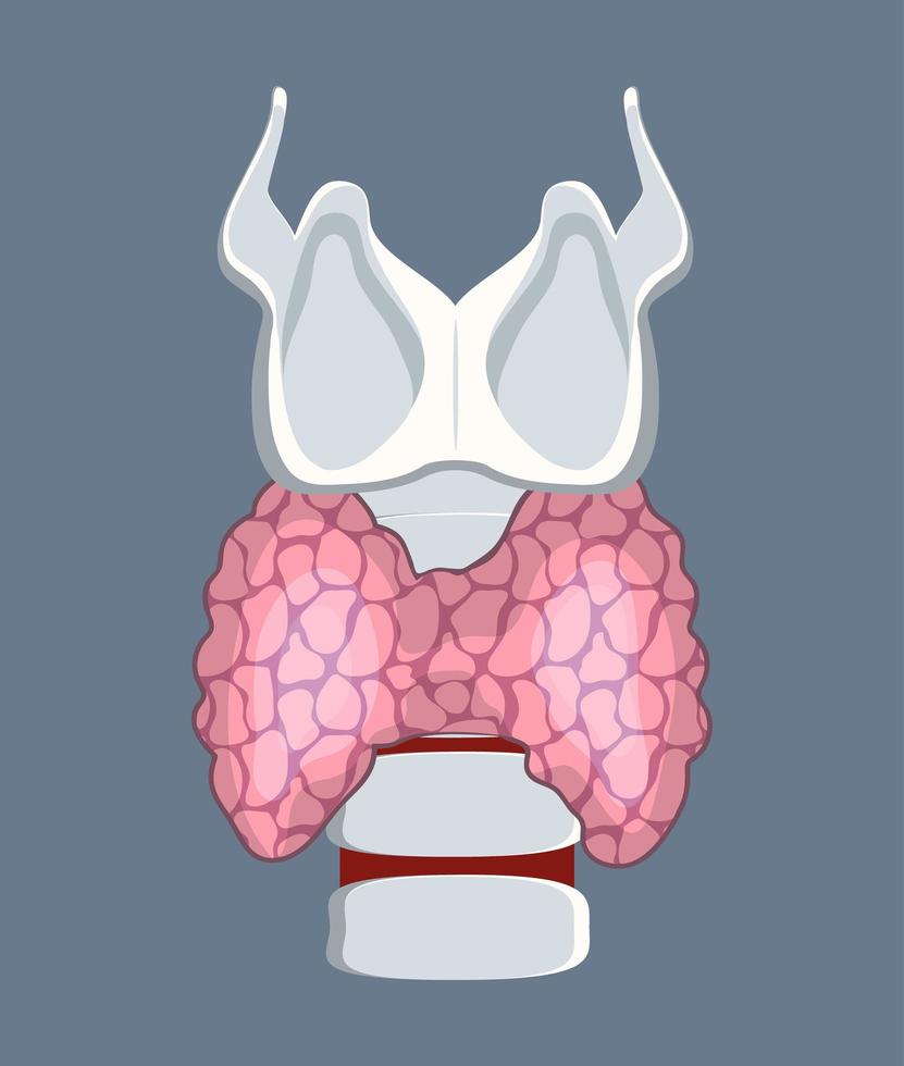 Thyroid gland isolated on grey background. Hypothyroidism design vector. vector