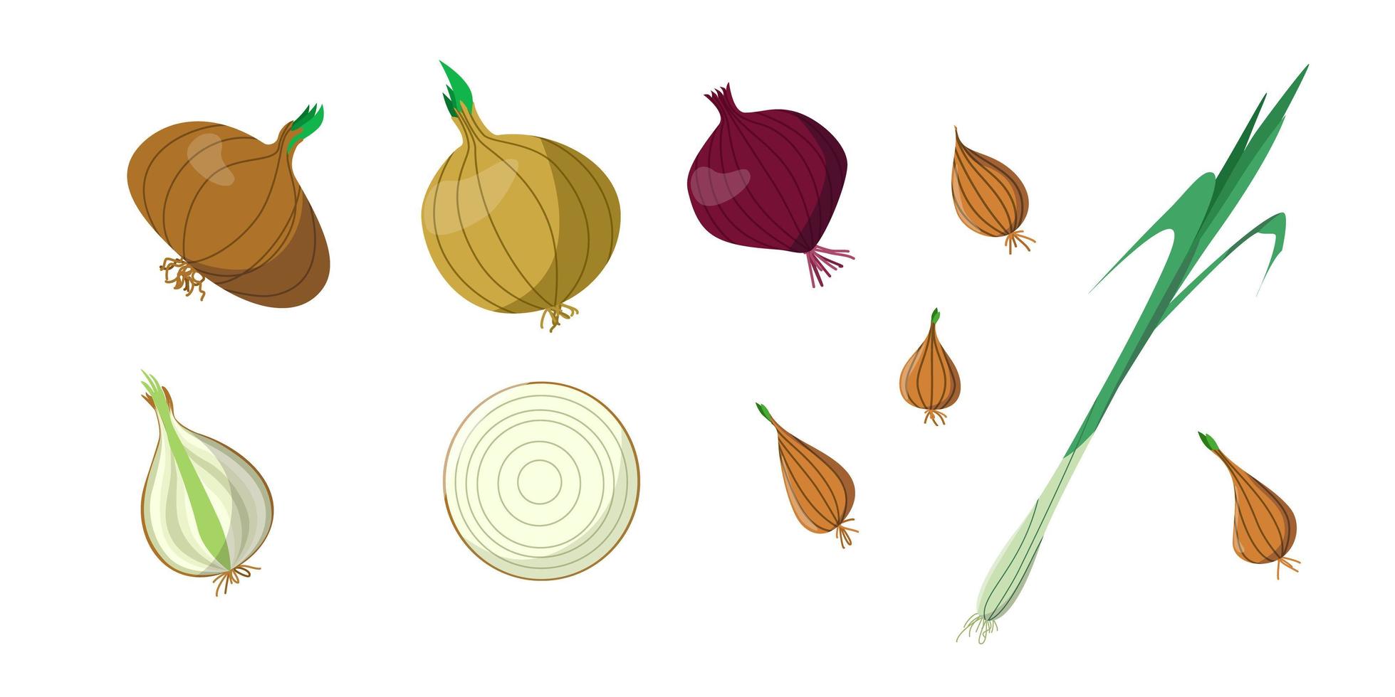 A bright vector set of colorful onions and green onions.