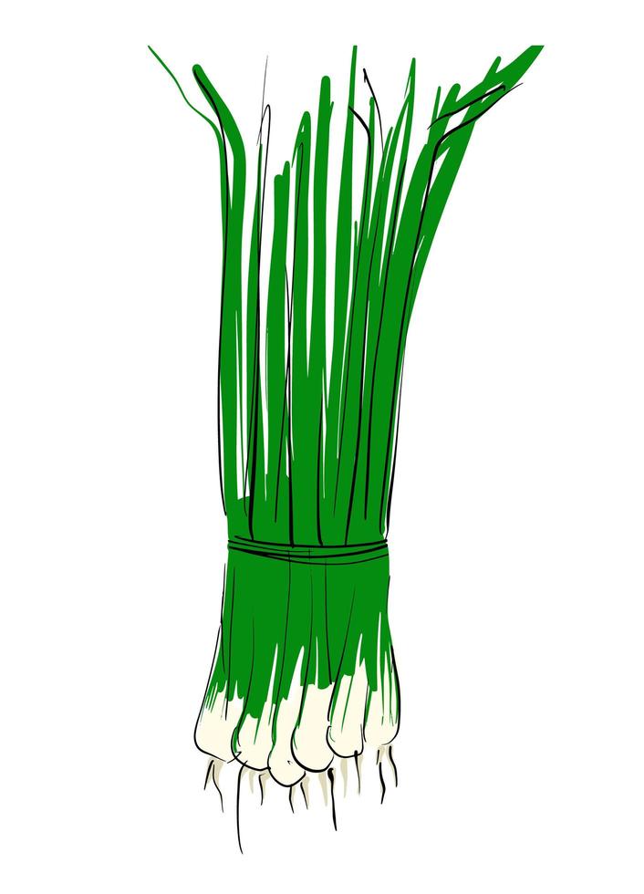 Green onion feathers in a bunch. Useful greens. Stock Vector illustration on a white isolated background. For a logo, for icons in social networks.