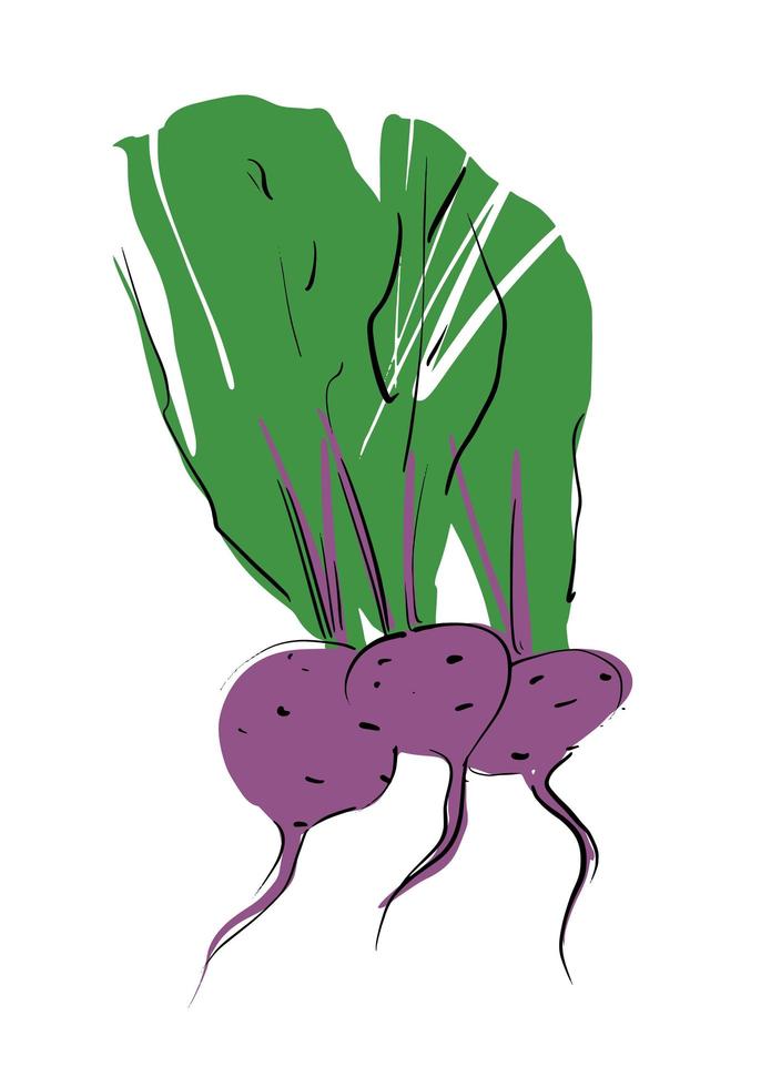 Fresh beet crop with tops in a bundle. Stock vector illustration on a white isolated background. For a logo, for icons in social networks.