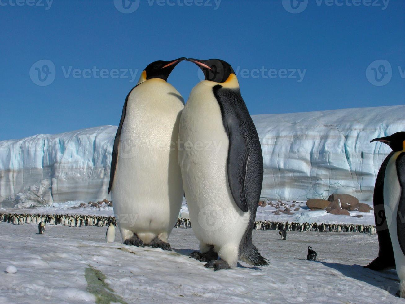 pingüinos emperador en el hielo de la antártida foto