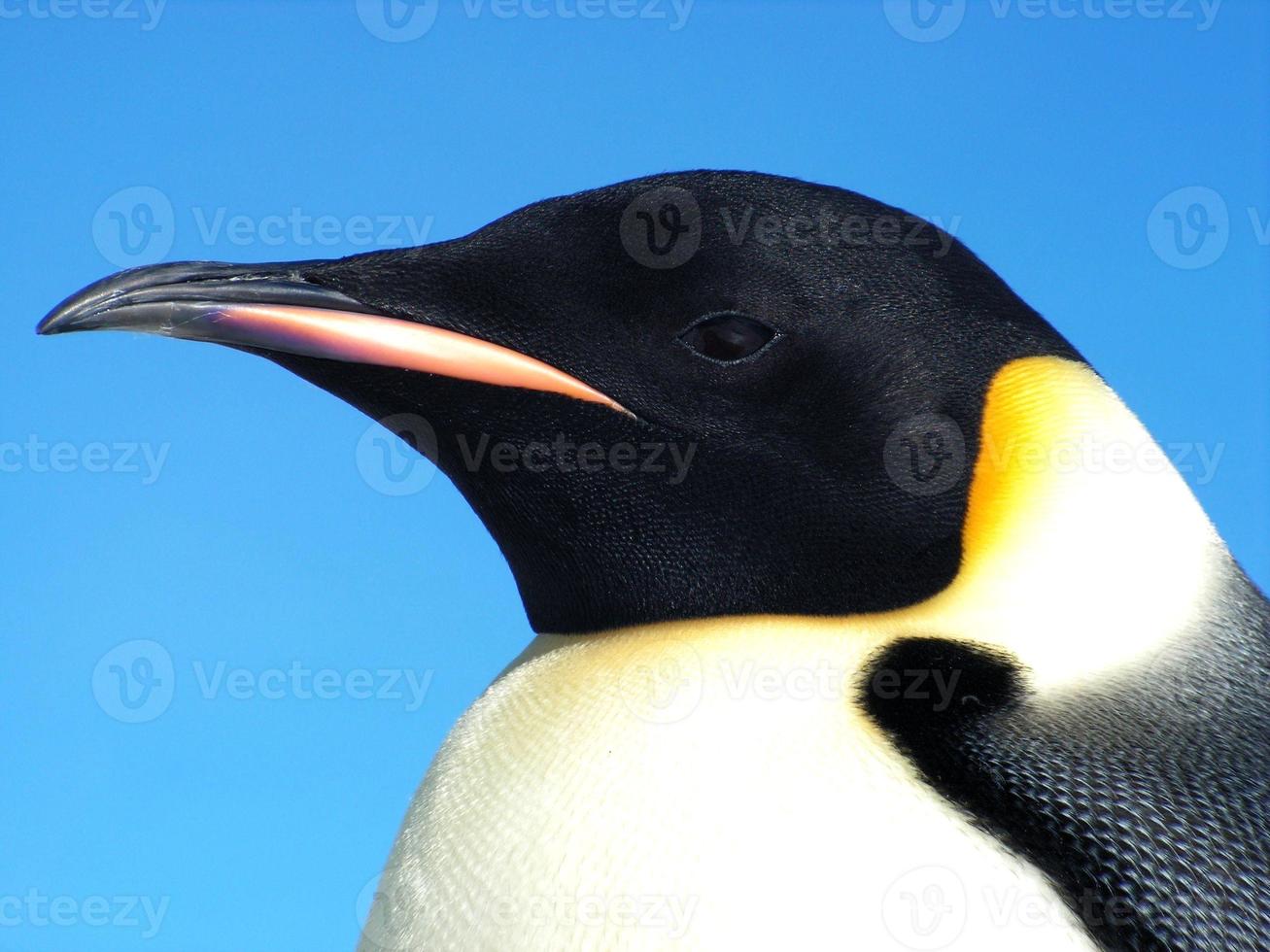 emperor penguins in the ice of Antarctica photo