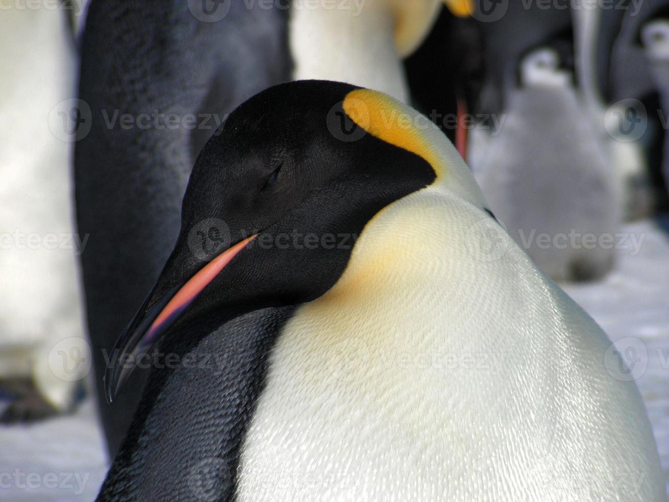 emperor penguins in the ice of Antarctica photo