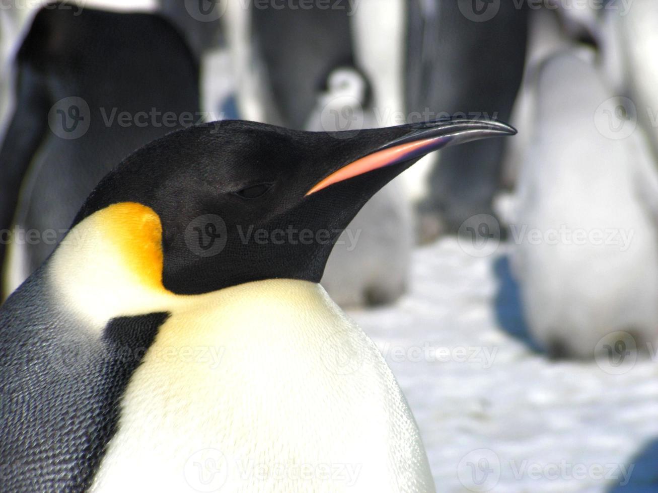 emperor penguins in the ice of Antarctica photo