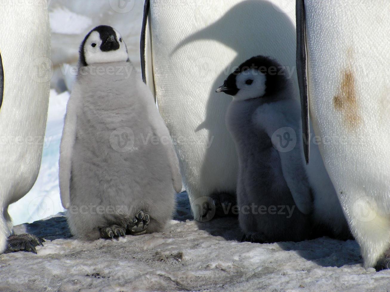 emperor penguins in the ice of Antarctica photo