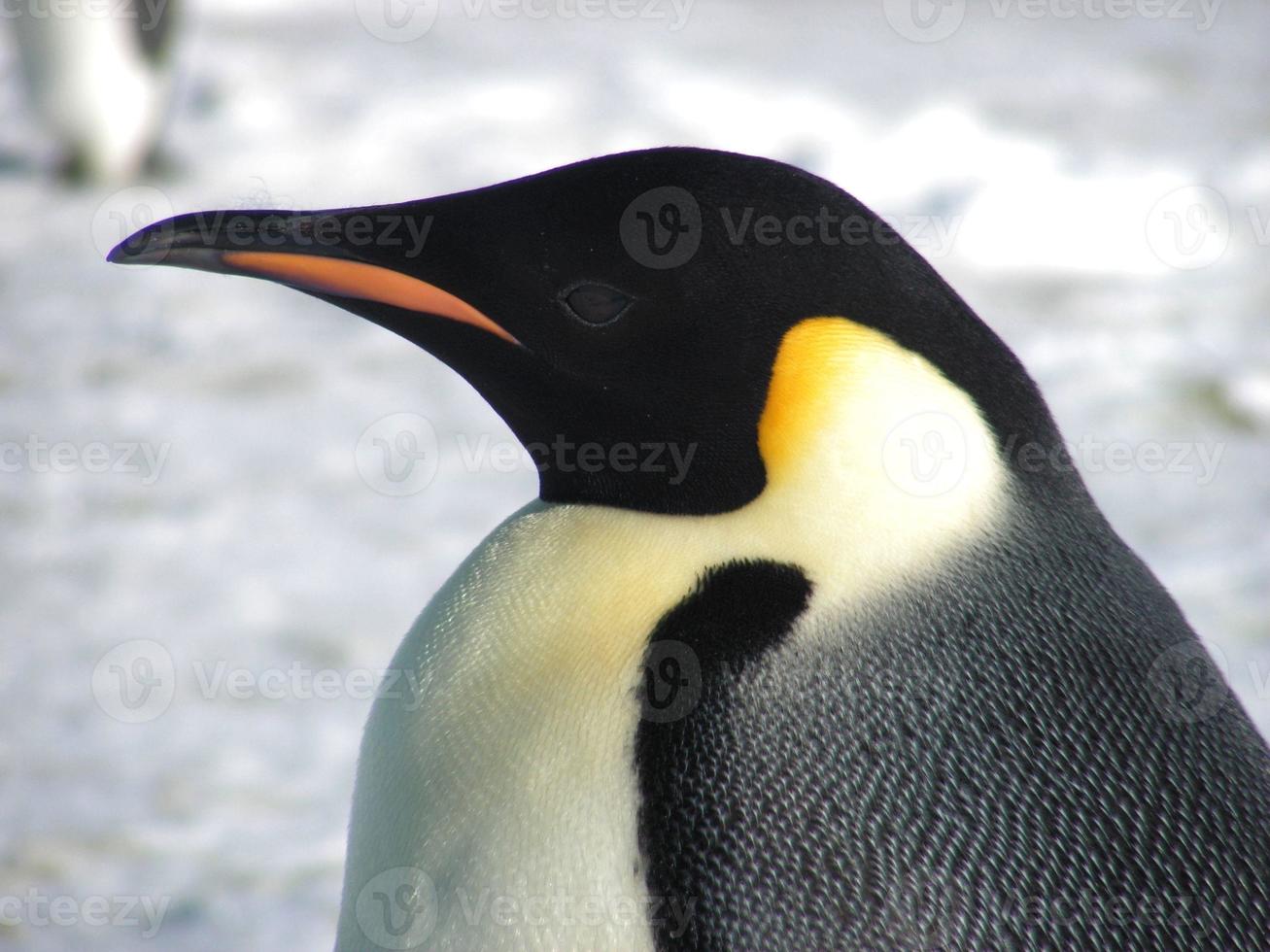 emperor penguins in the ice of Antarctica photo