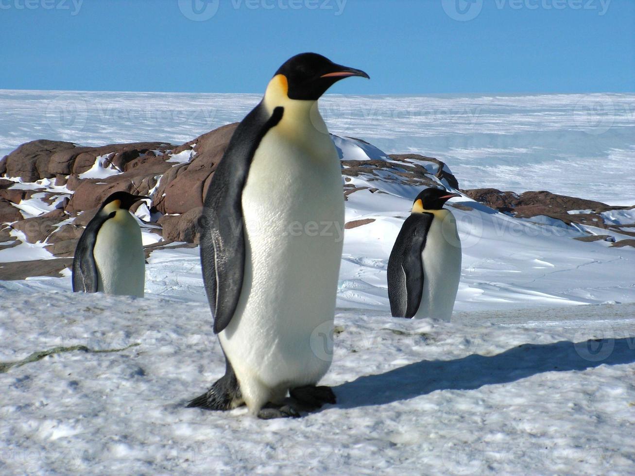 pingüinos emperador en el hielo de la antártida foto