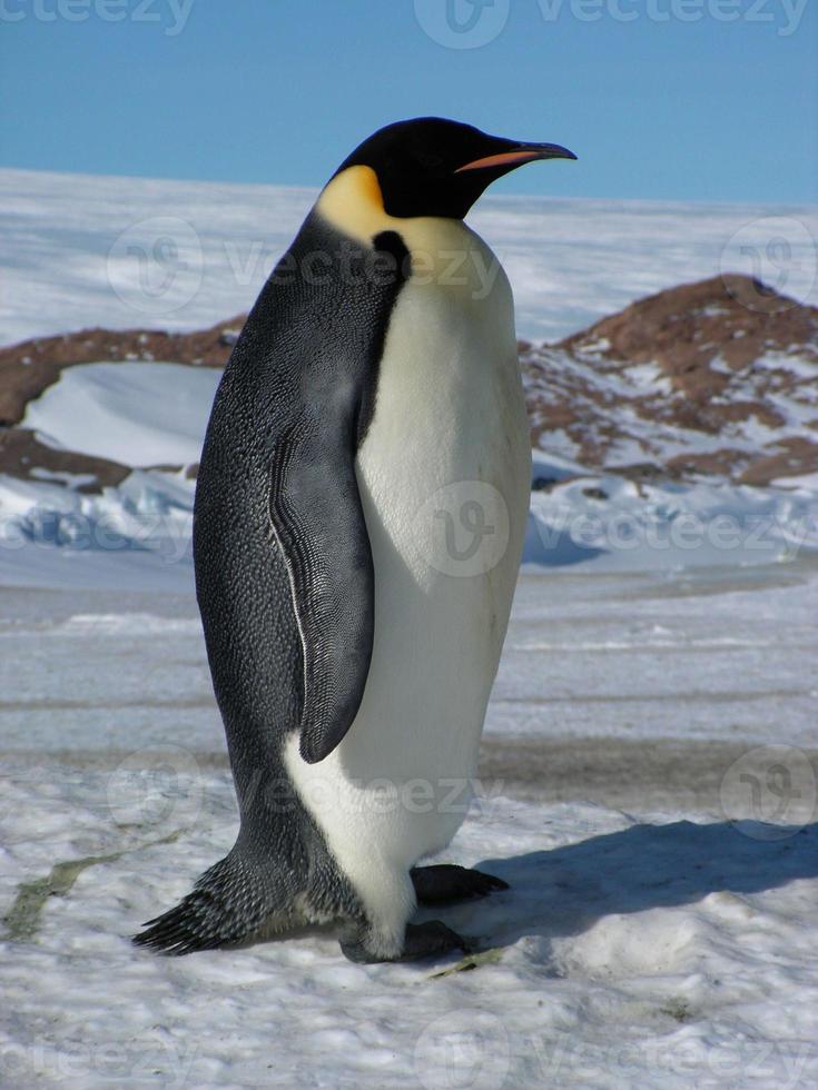 emperor penguins in the ice of Antarctica photo