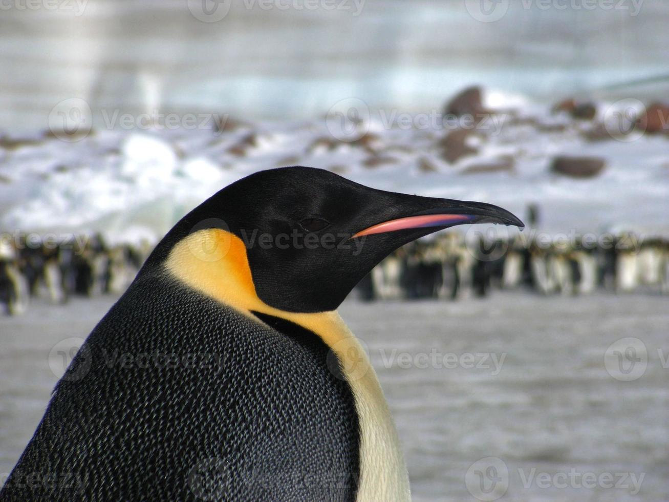 emperor penguins in the ice of Antarctica photo