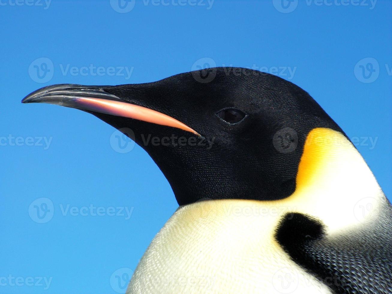 emperor penguins in the ice of Antarctica photo