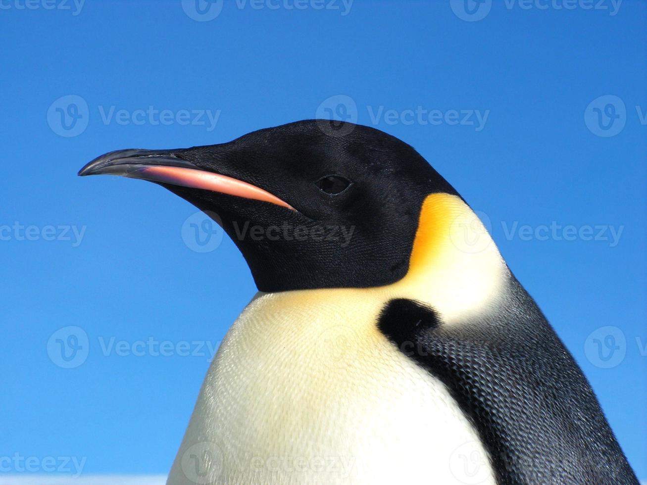 emperor penguins in the ice of Antarctica photo