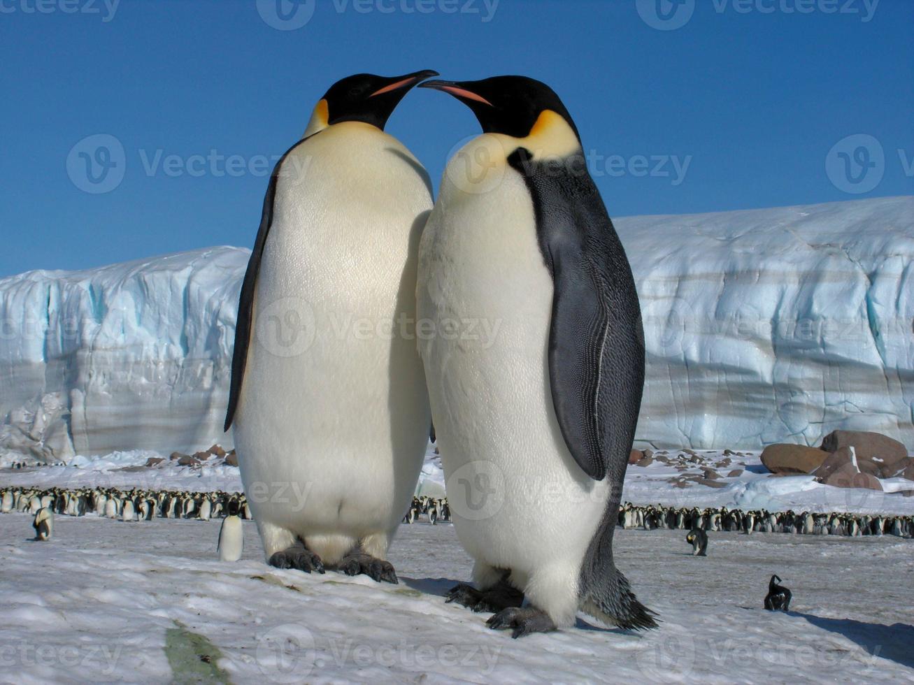 emperor penguins in the ice of Antarctica photo