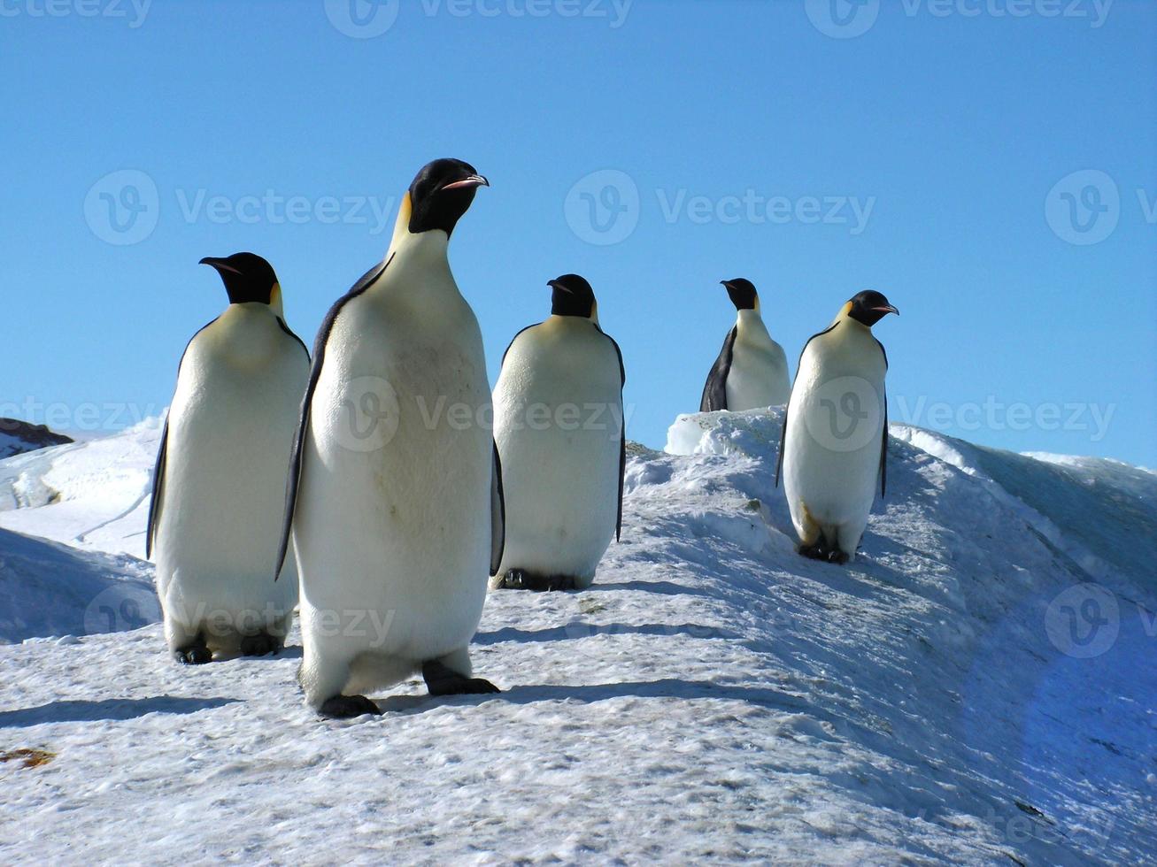 pingüinos emperador en el hielo de la antártida foto