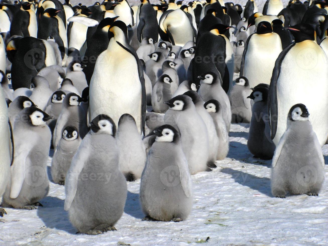 emperor penguins in the ice of Antarctica photo