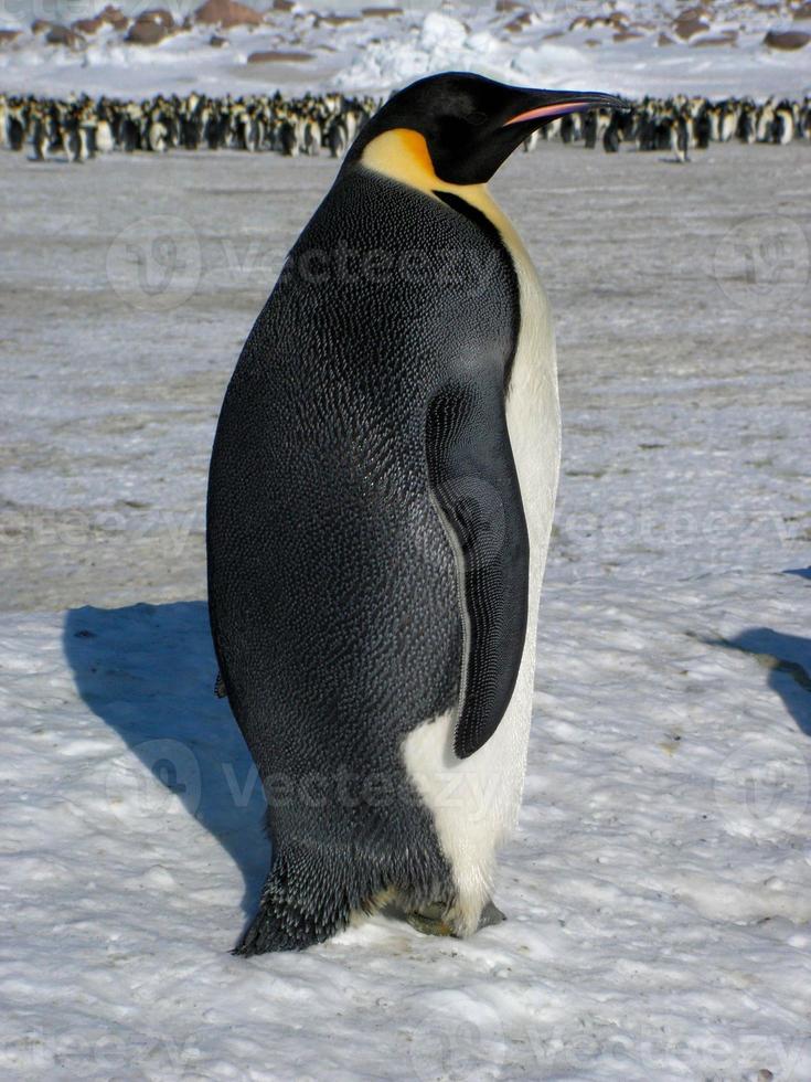 emperor penguins in the ice of Antarctica photo