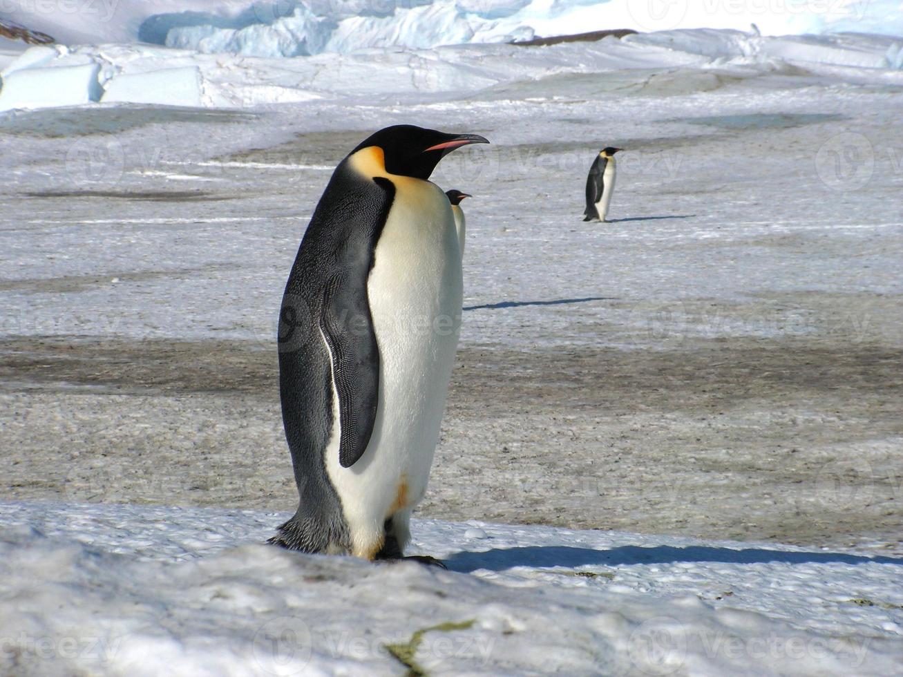 pingüinos emperador en el hielo de la antártida foto