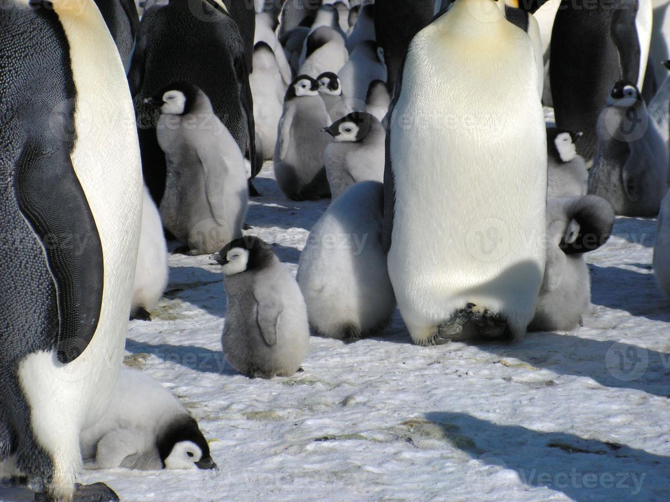 emperor penguins in the ice of Antarctica photo