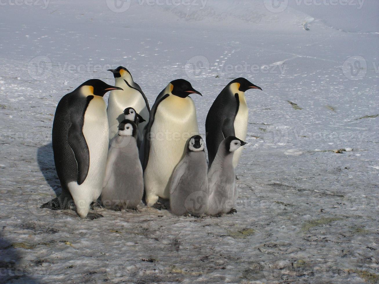 emperor penguins in the ice of Antarctica photo