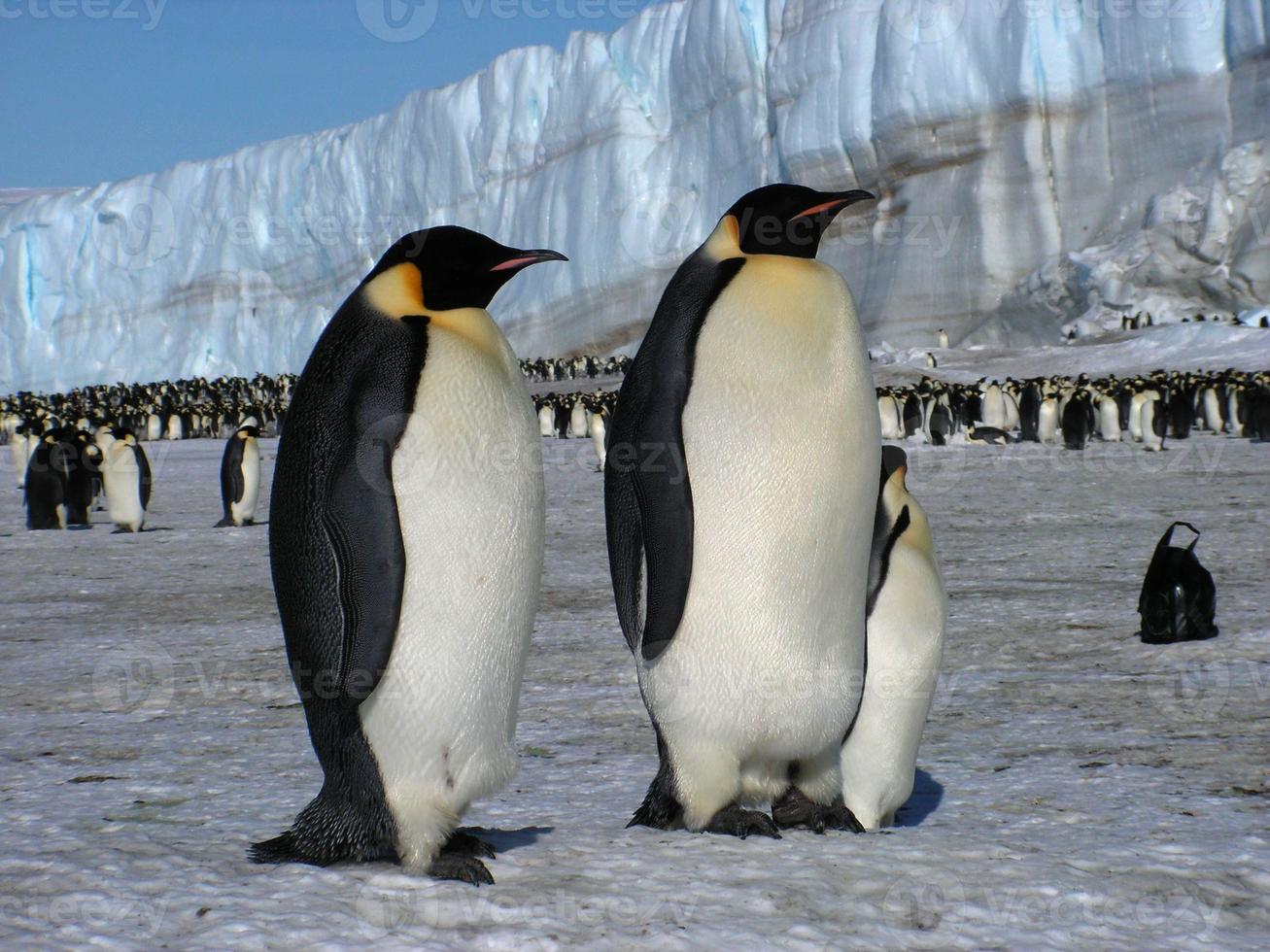 pingüinos emperador en el hielo de la antártida foto