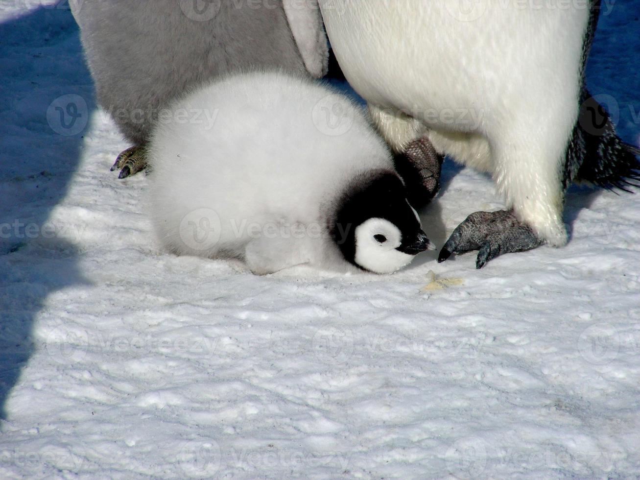 emperor penguins in the ice of Antarctica photo