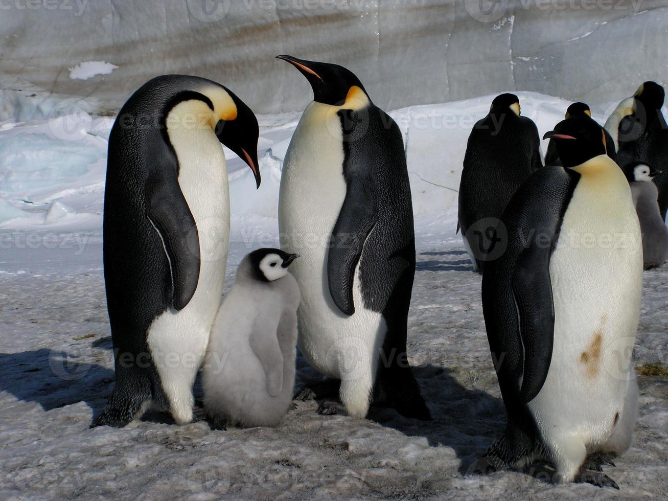 pingüinos emperador en el hielo de la antártida foto