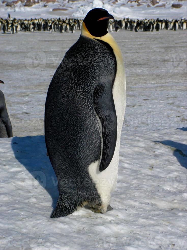 pingüinos emperador en el hielo de la antártida foto