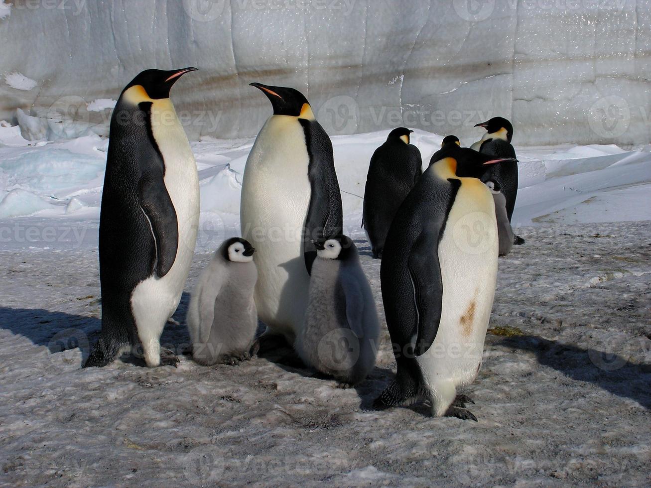 pingüinos emperador en el hielo de la antártida foto