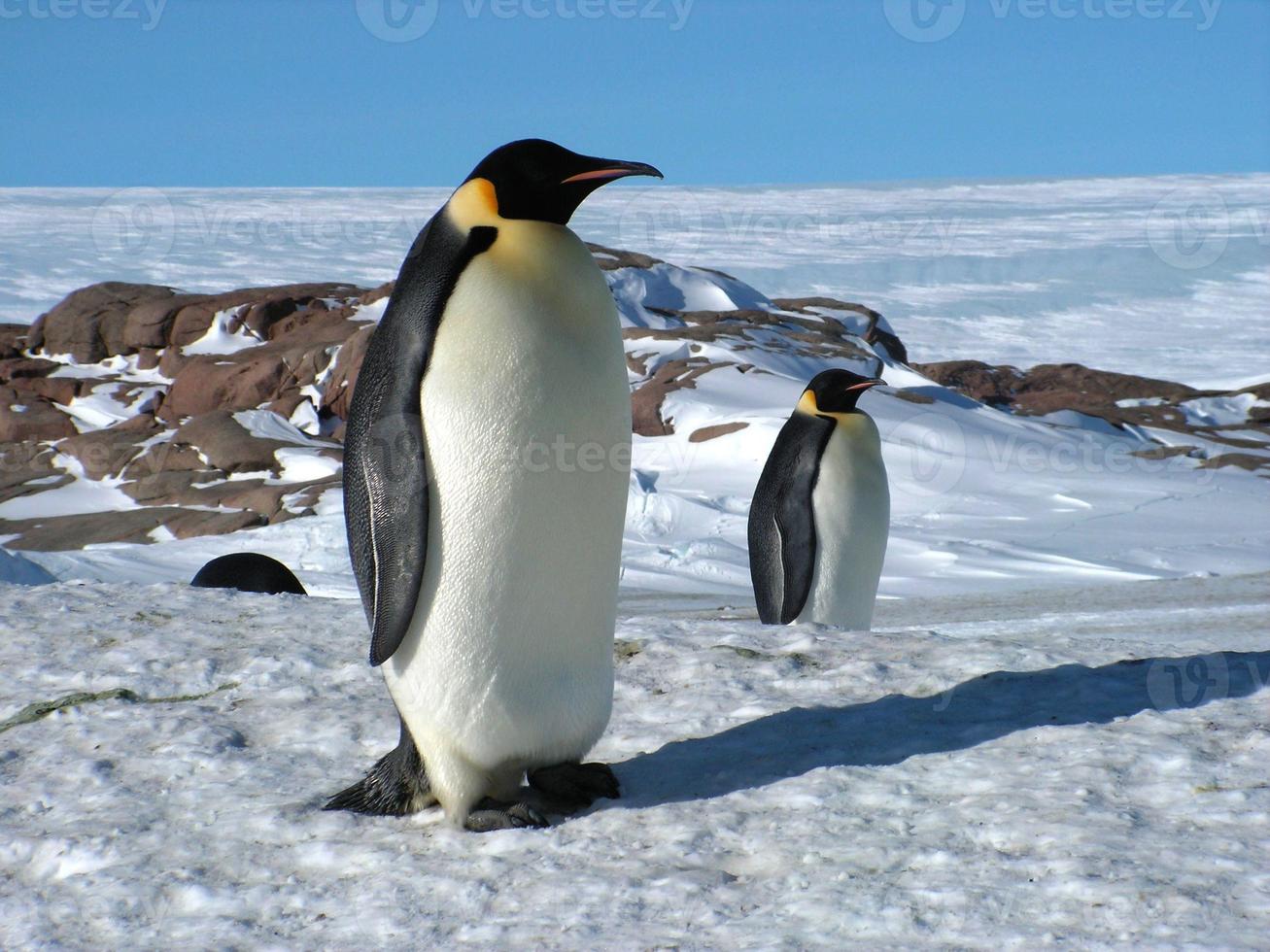 pingüinos emperador en el hielo de la antártida foto