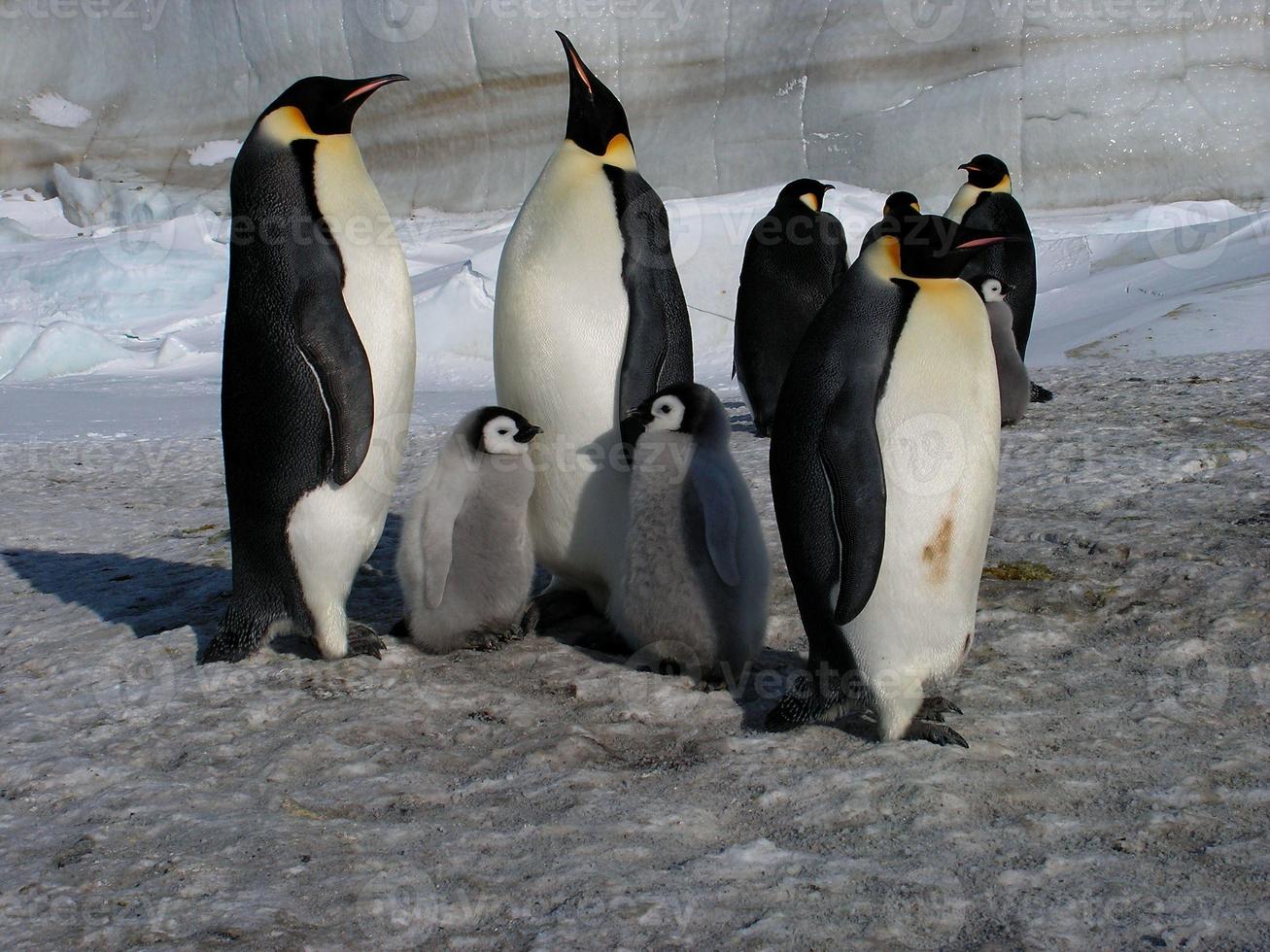 pingüinos emperador en el hielo de la antártida foto