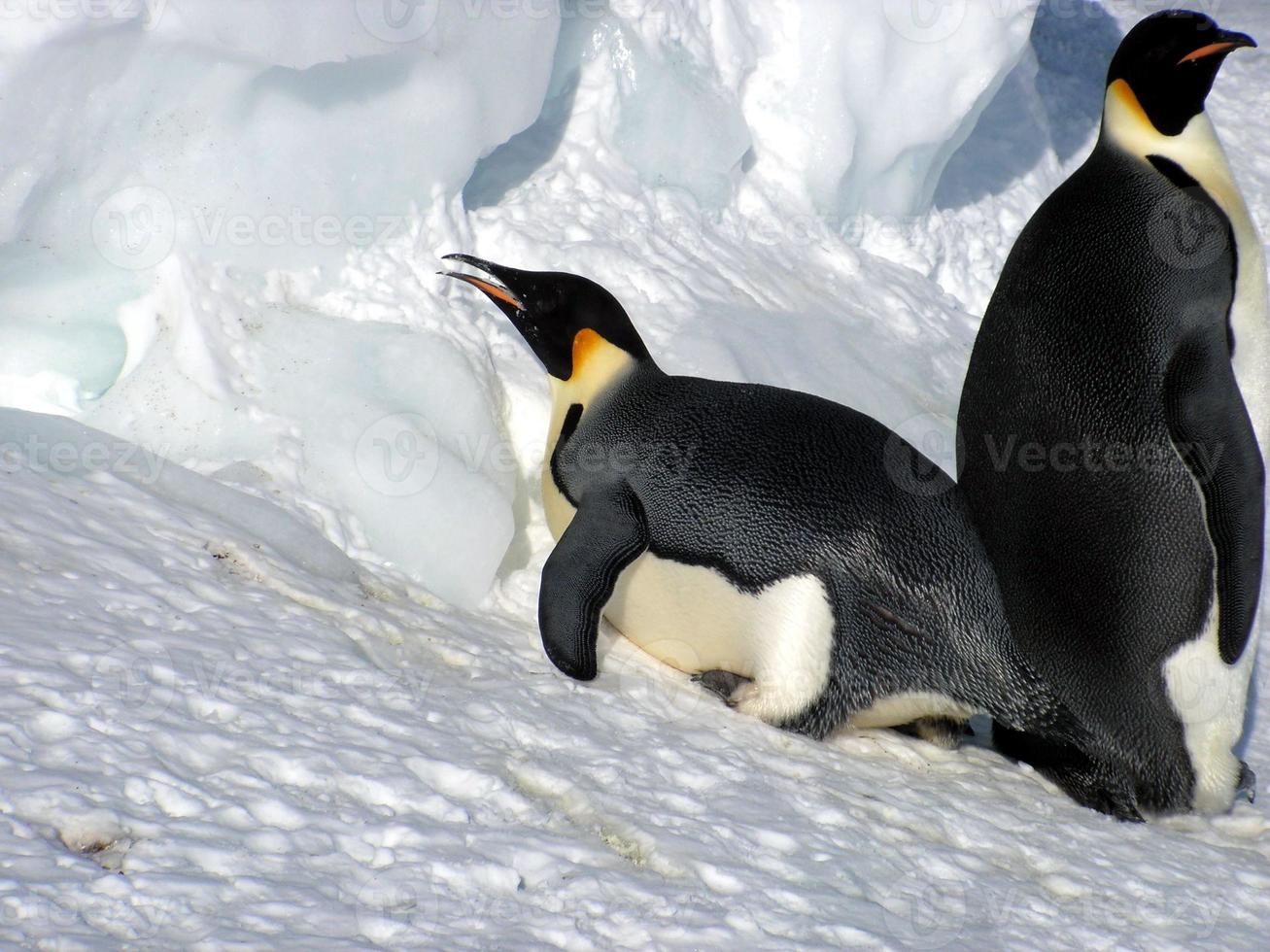 emperor penguins in the ice of Antarctica photo