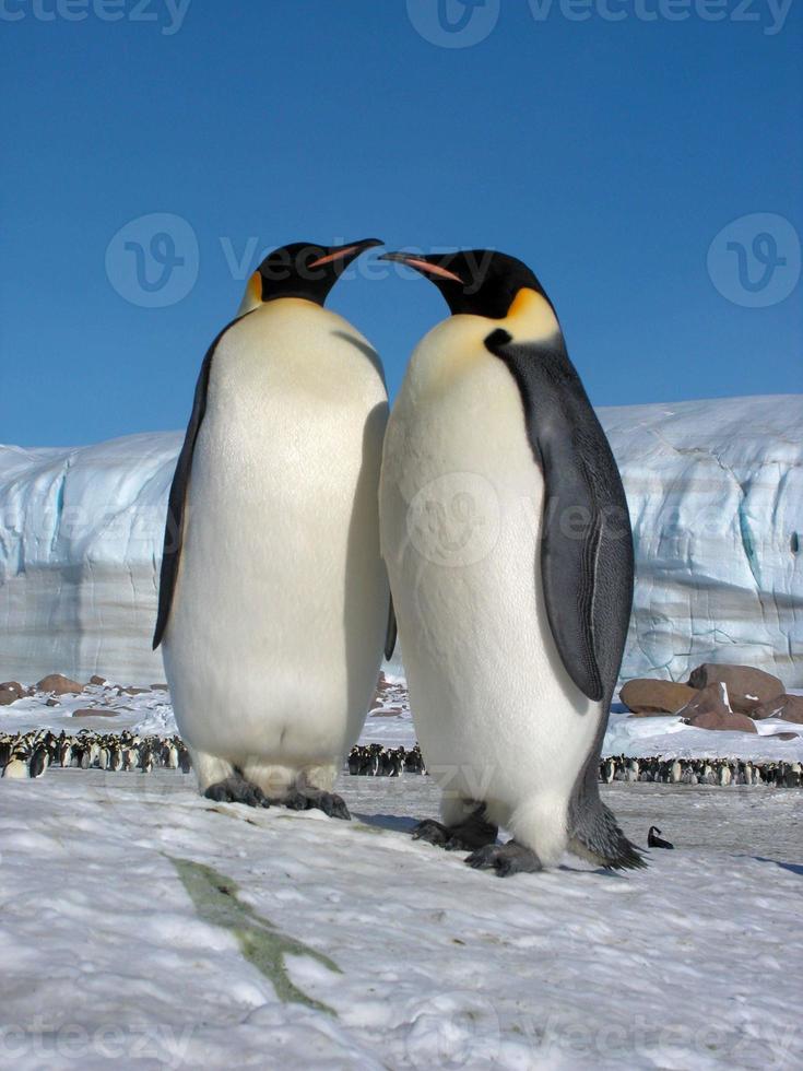 emperor penguins in the ice of Antarctica photo