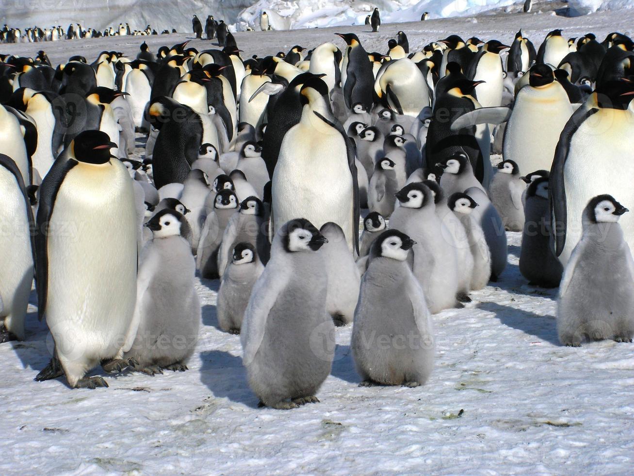 emperor penguins in the ice of Antarctica photo
