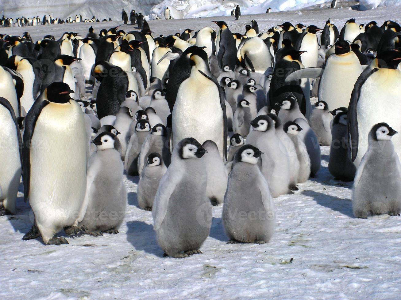 pingüinos emperador en el hielo de la antártida foto