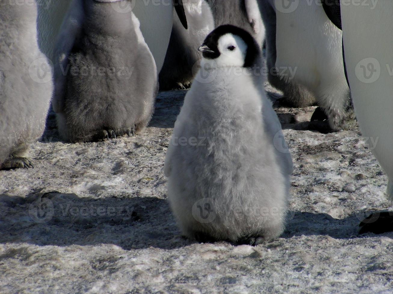 pingüinos emperador en el hielo de la antártida foto