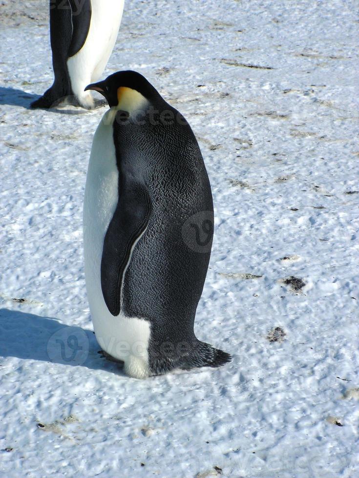 pingüinos emperador en el hielo de la antártida foto