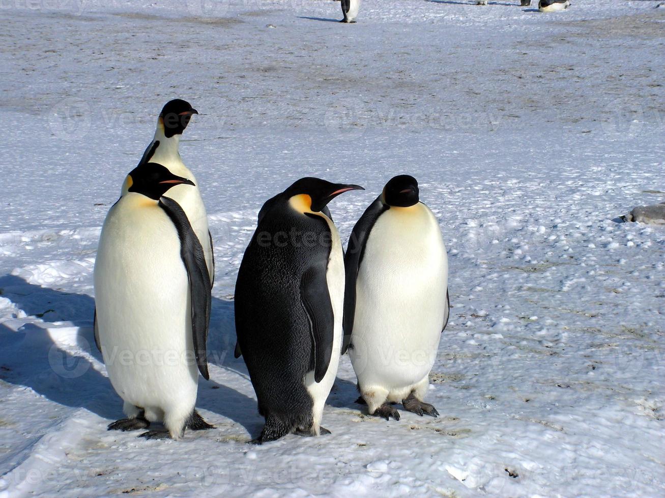 emperor penguins in the ice of Antarctica photo