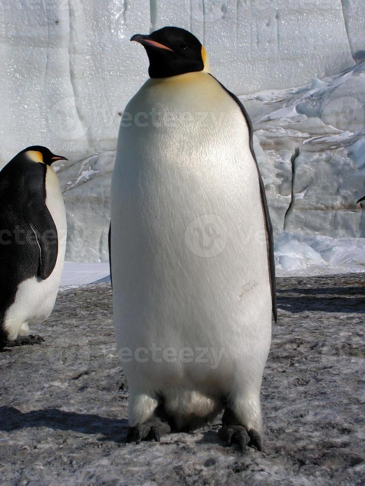 emperor penguins in the ice of Antarctica photo