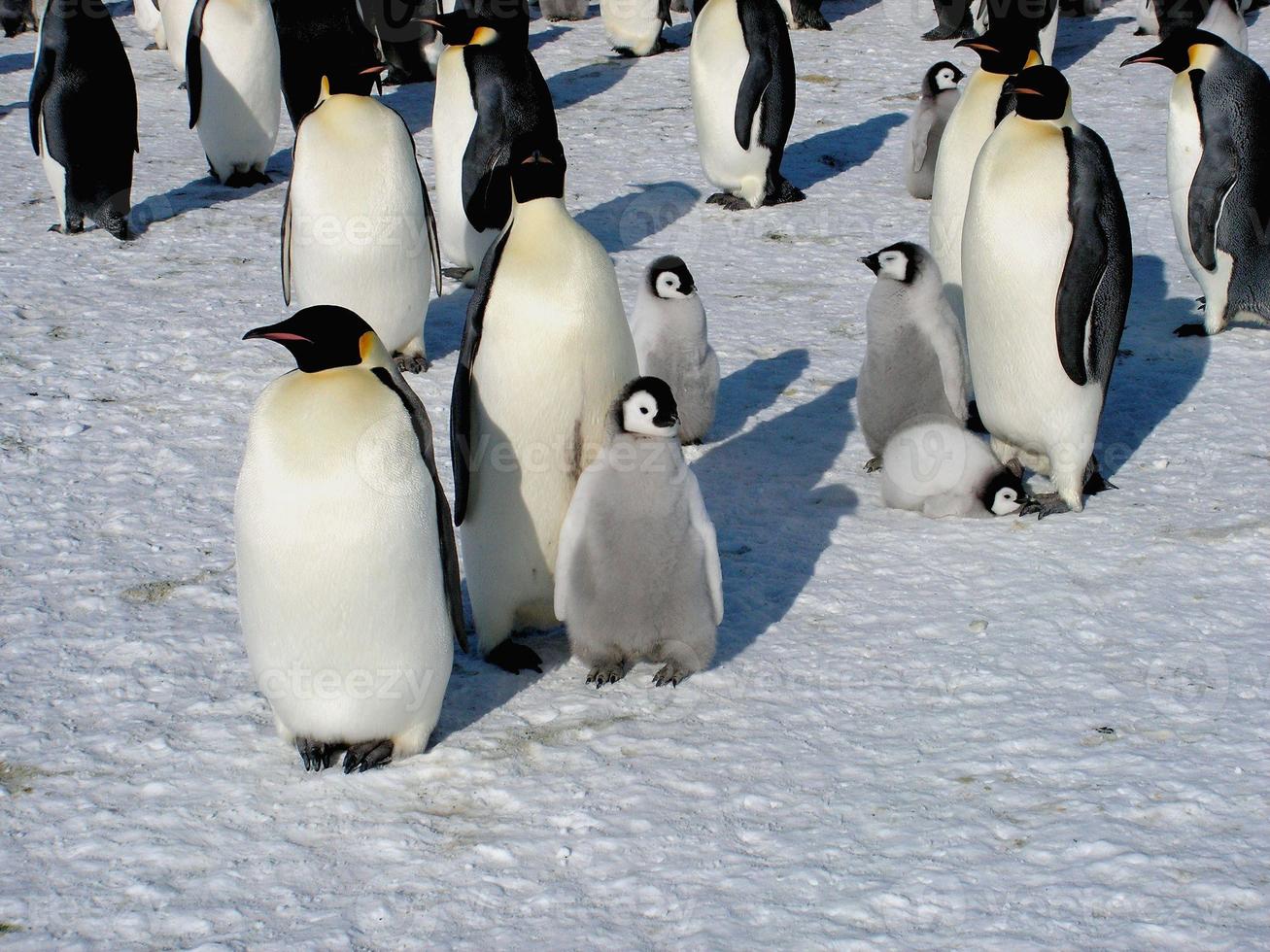 emperor penguins in the ice of Antarctica photo