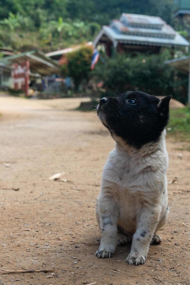 visitando la escuela ban huai haeng ban huay hom, chiang rai, bucle de mae hong son, mae sariang, norte de tailandia foto