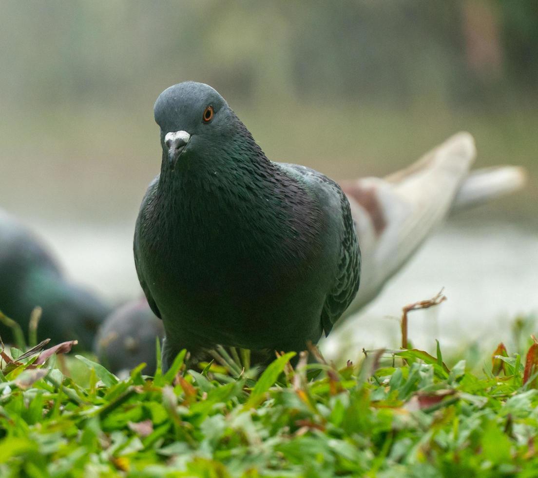 Colorful Pigeons playing in grass in Thailand photo