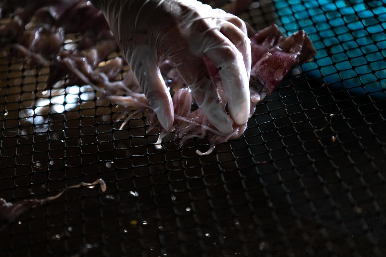 String fresh squid on a net. photo