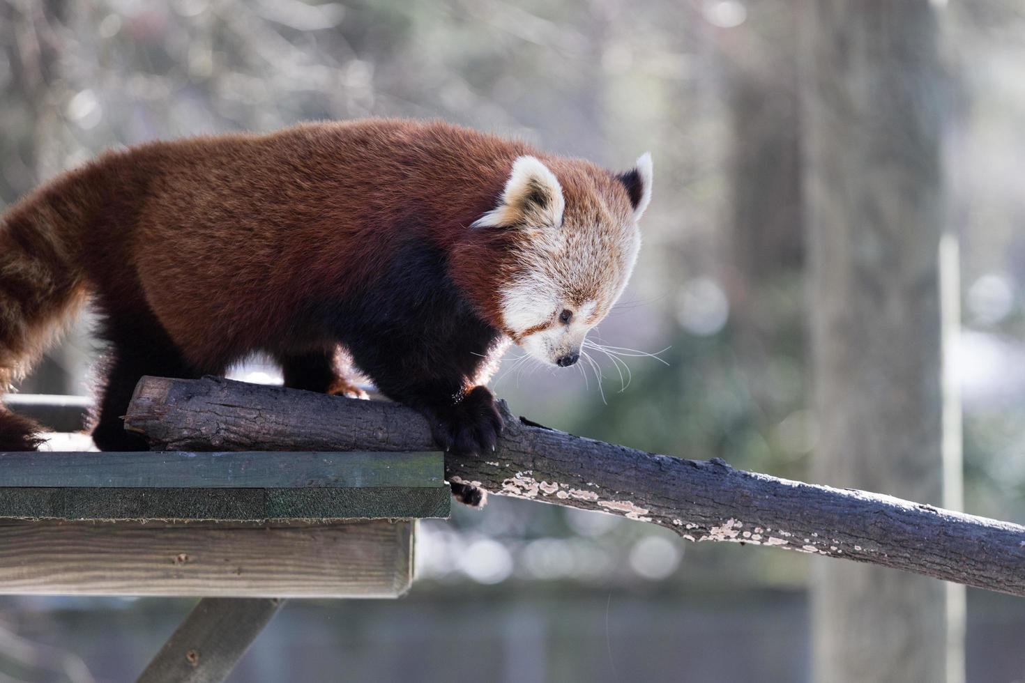 Red panda, a portrait of a wild animal. Ailurus fulgens. photo