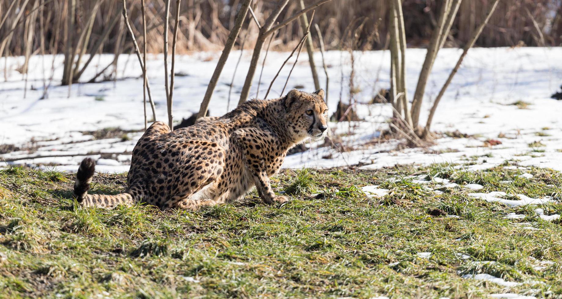 Cheetah in attack position, Acinonyx jubatus photo