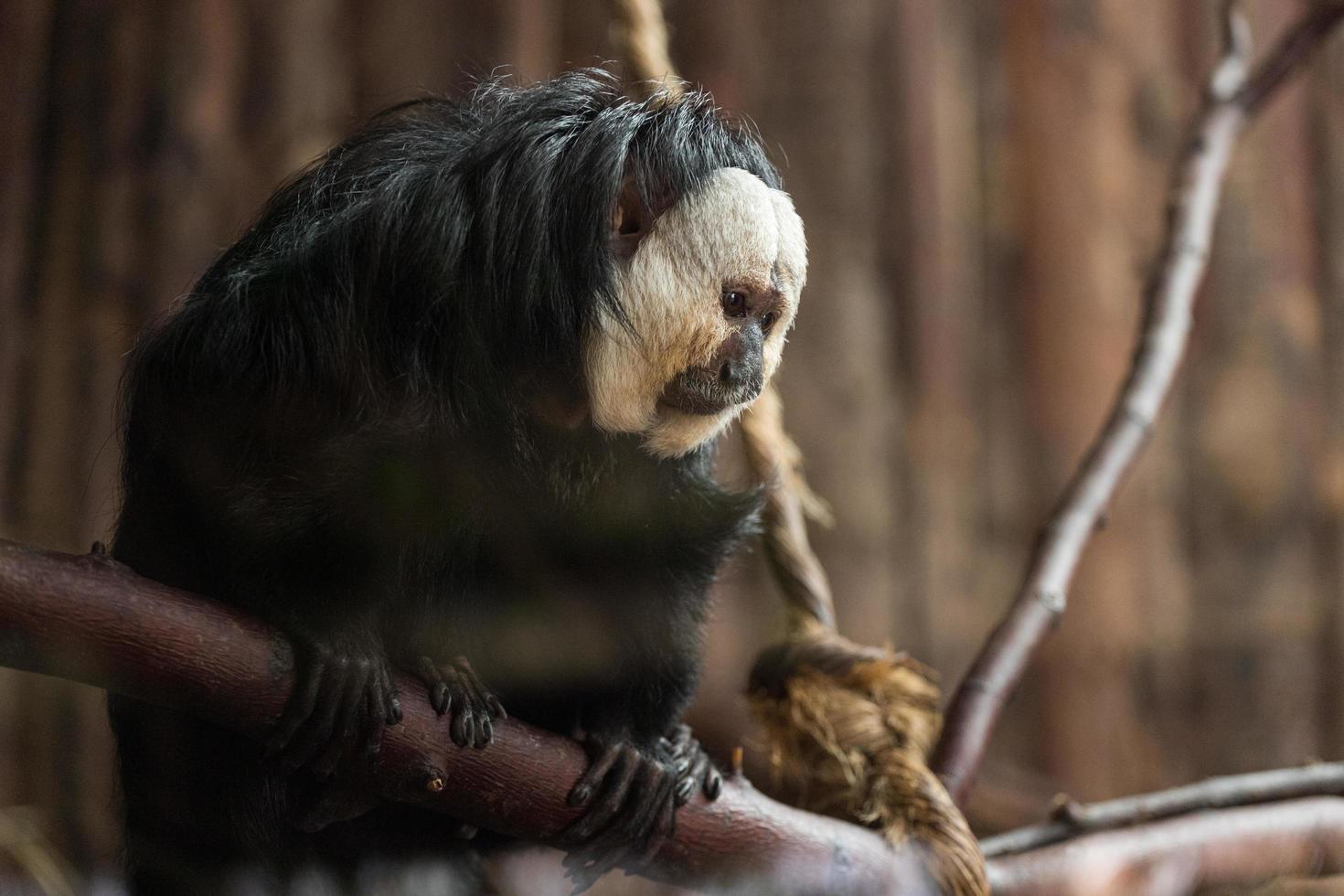 White-faced saki, monkey portrait photo