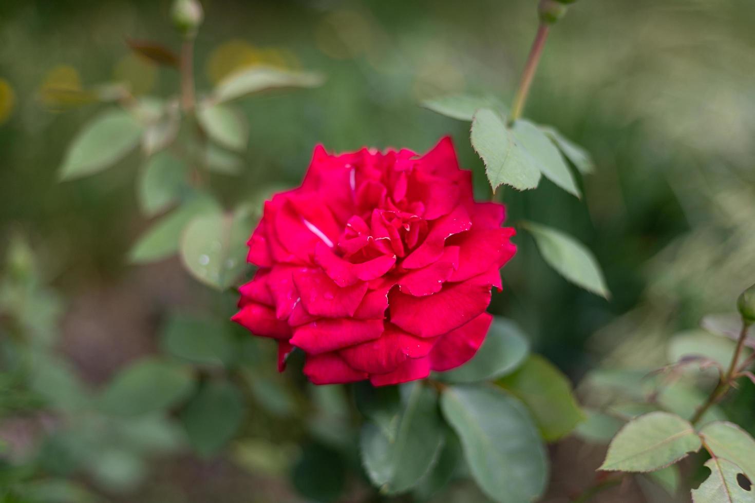 Red rose flower in the home garden. Keeping your own garden. photo