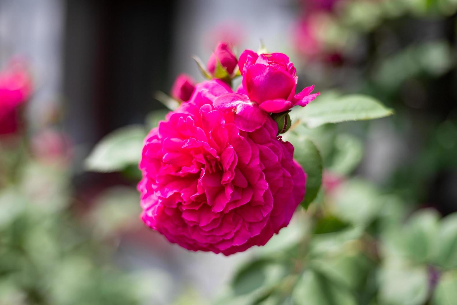 Rose flower in the home garden. Keeping your own garden. photo