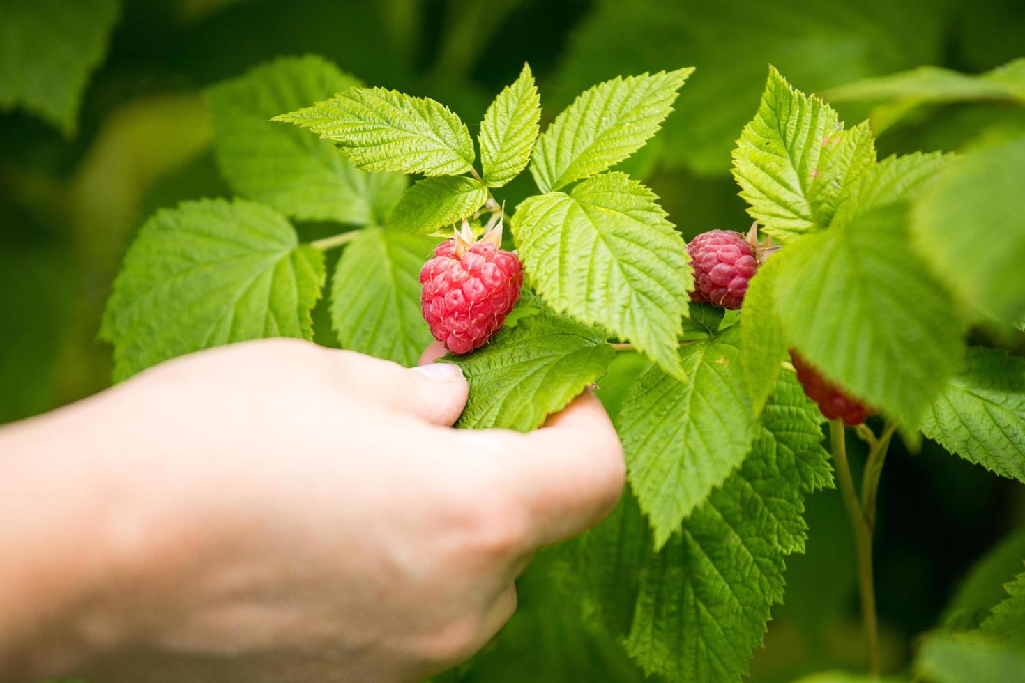 Raspberry bush. A hand holding a fruit in the garden. photo