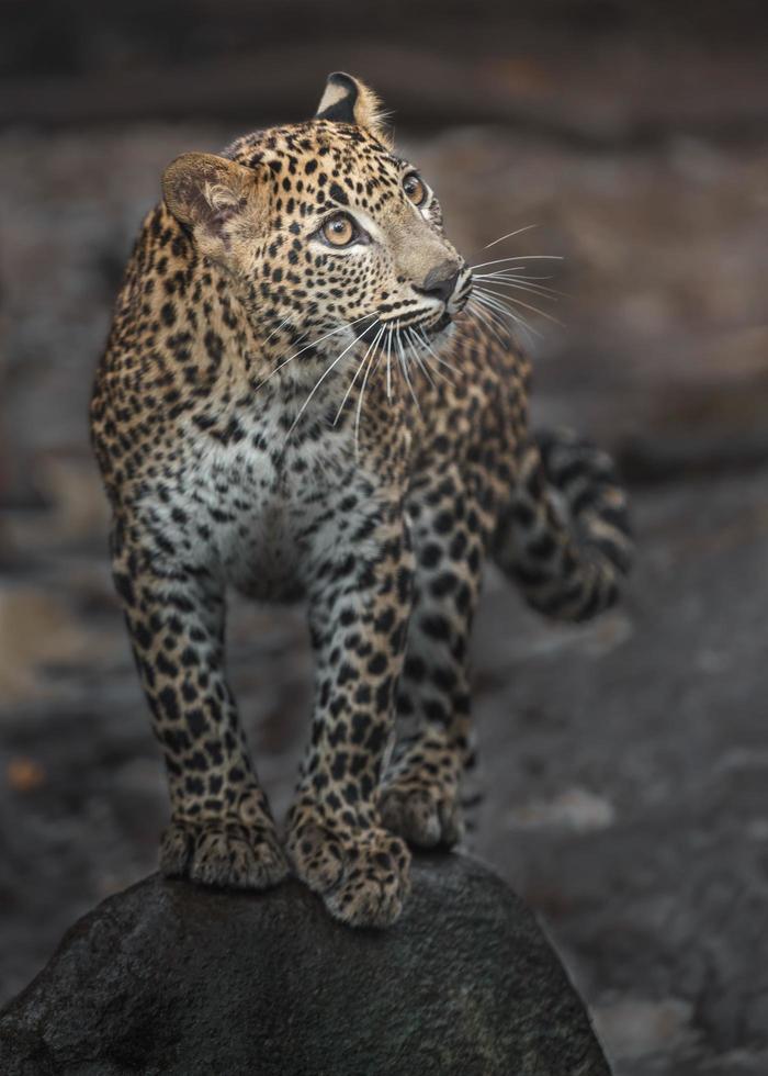 Sri Lankan leopard photo